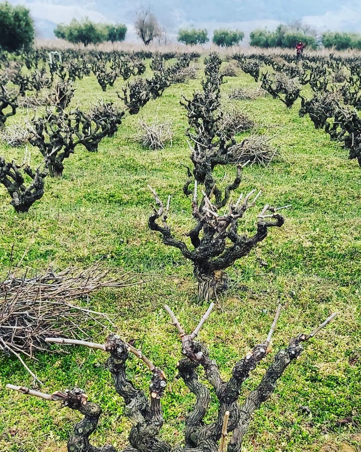 Lecture & Turkish Wine Tasting — 2
